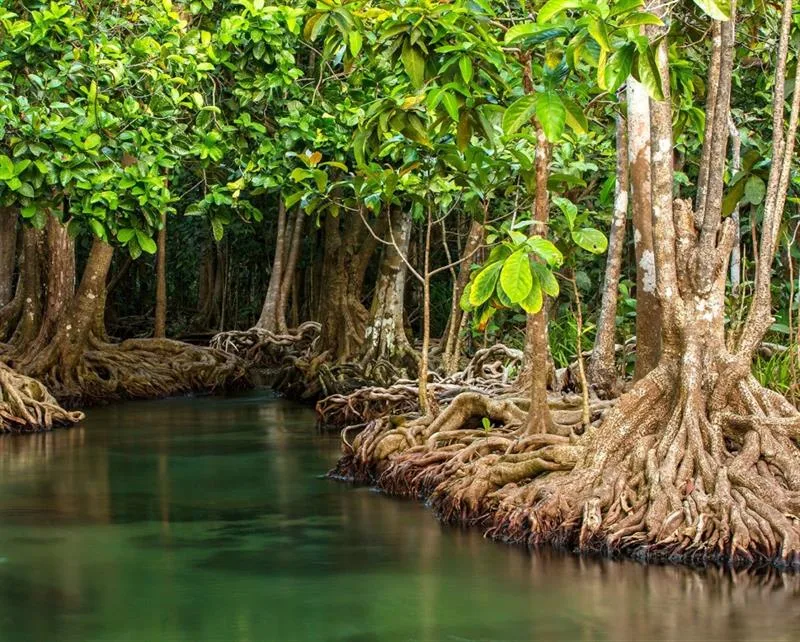 Mankote Mangrove