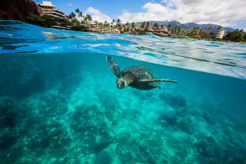 Sea turtle swimming offshore with Sheraton Maui Resort & Spa in the background.