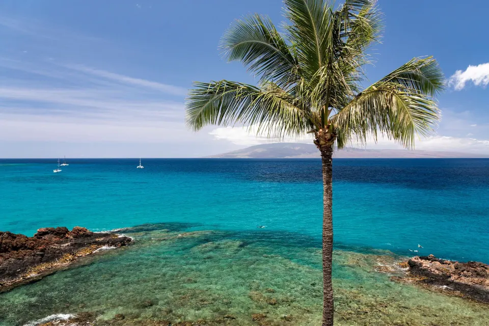 Turquoise ocean, palm tree, and rocky shoreline at Sheraton Maui Resort & Spa.