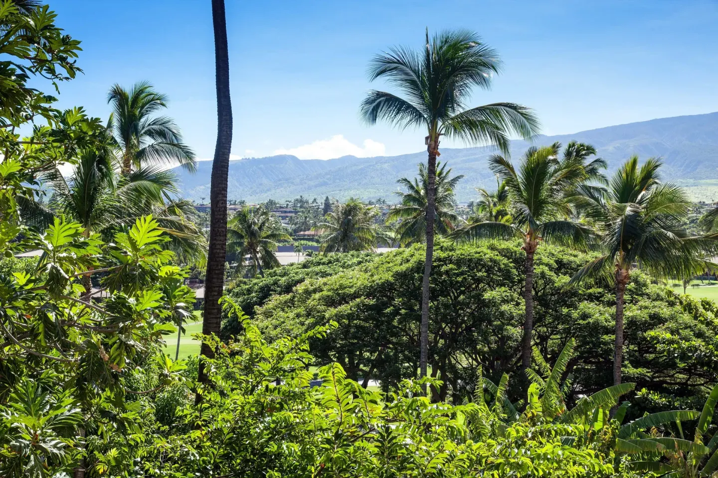 Palm trees and green resort grounds from a Resort View room at Sheraton Maui Resort & Spa.