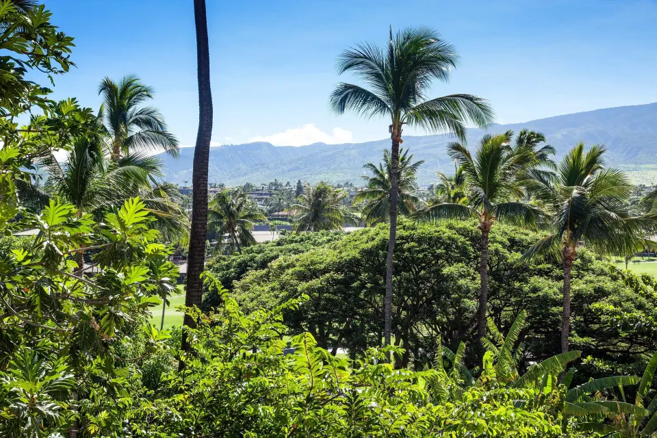 Palm trees and green resort grounds from a Resort View room at Sheraton Maui Resort & Spa.