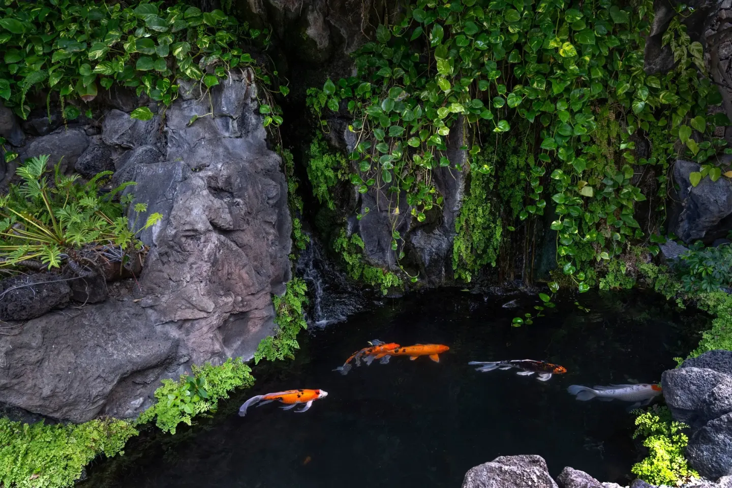 Koi swim below rock walls and trailing plants at Sheraton Princess Kaiulani.
