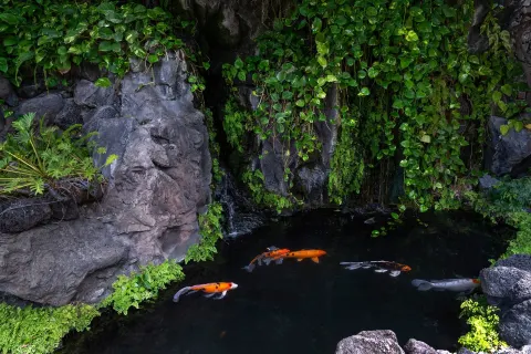 Koi swim below rock walls and trailing plants at Sheraton Princess Kaiulani.