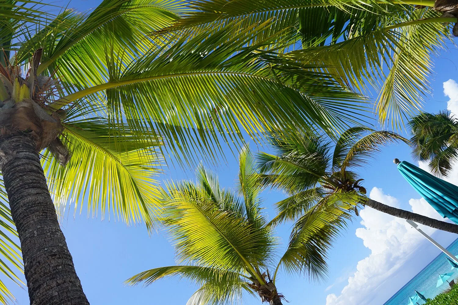 Palm fronds overhead with a turquoise umbrella and ocean at Sibonné Beach Hotel.