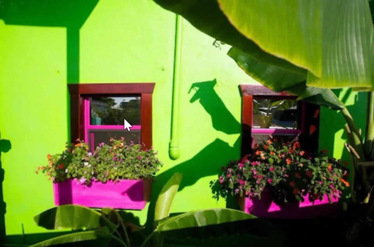 Flower boxes and banana leaves against a bright green wall at St John Inn.