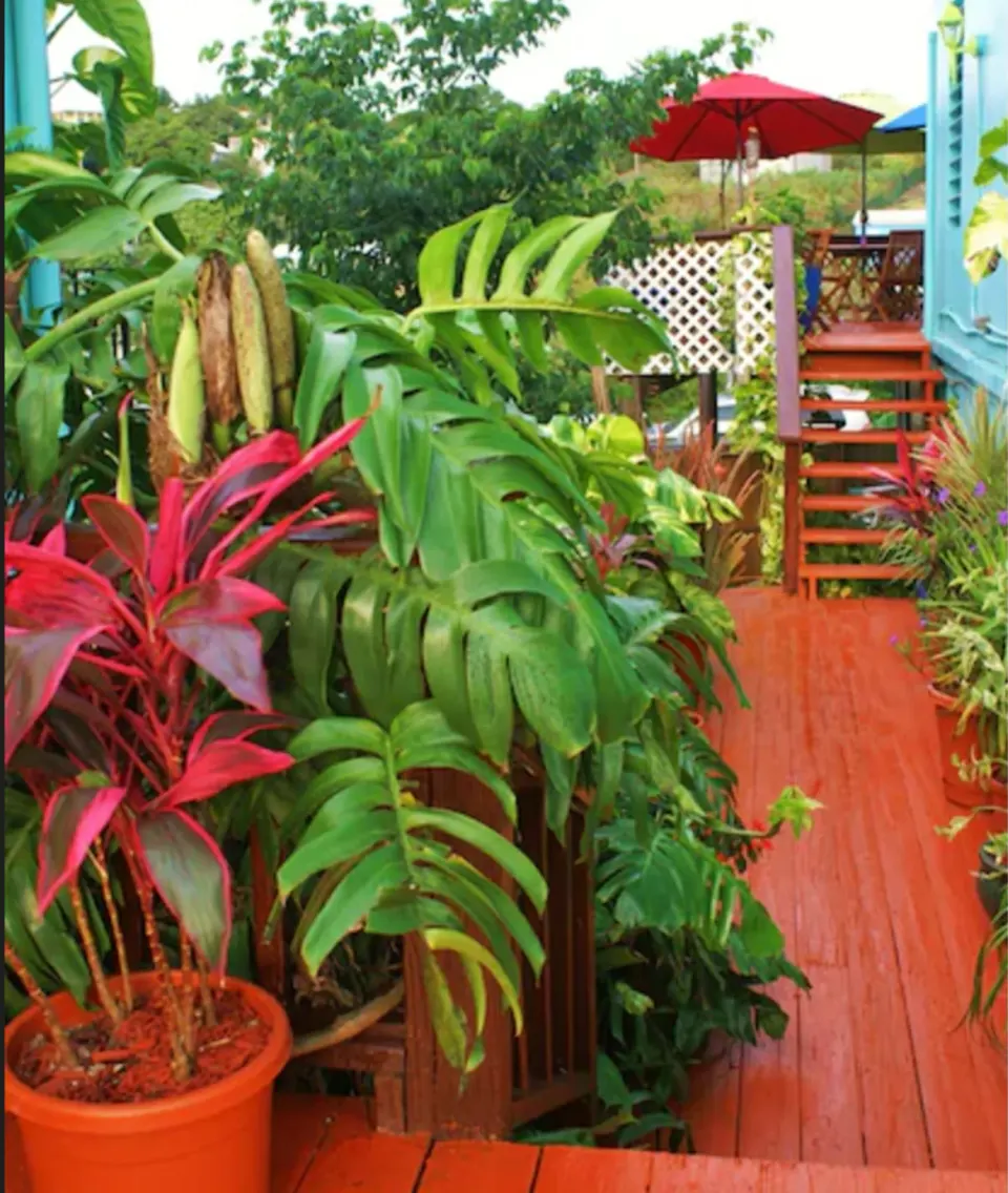Tropical plants lining a red wooden deck and stairs at St John Inn.