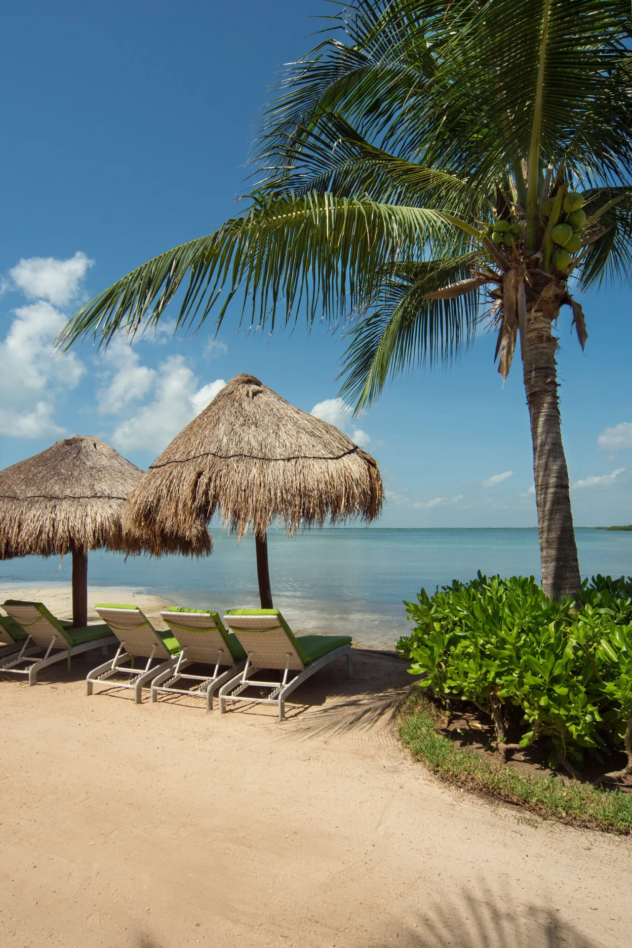 Beach loungers under palapas and a palm tree at Sunset Marina Resort & Yacht Club.