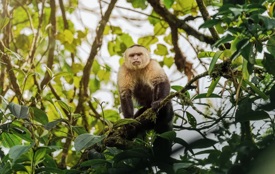 White-faced capuchin monkey perched on a branch at Tabacón Thermal Resort & Spa