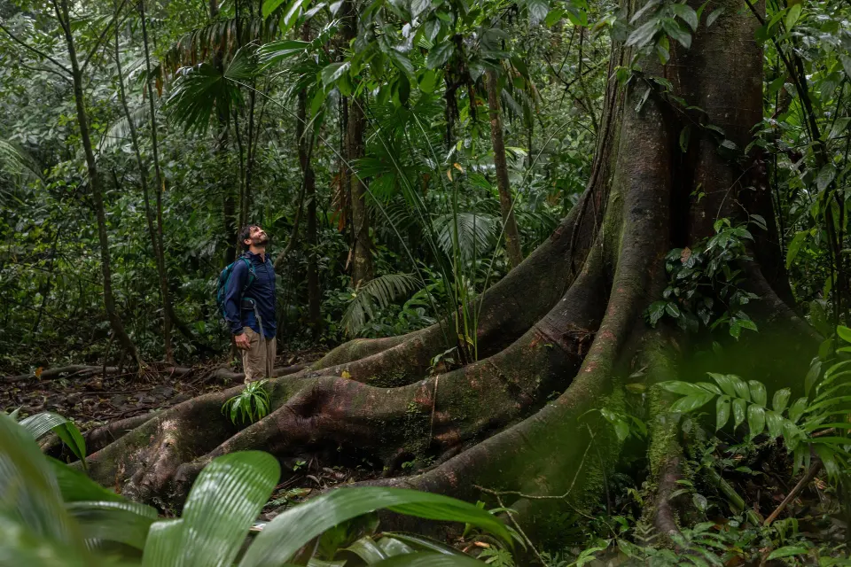 Guest standing beside massive tree roots in the rainforest at Tabacón Thermal Resort & Spa