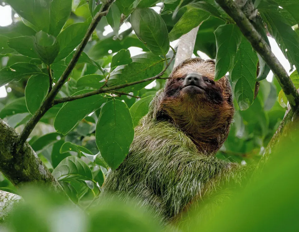 Three-toed sloth resting in leafy branches at Tabacón Thermal Resort & Spa