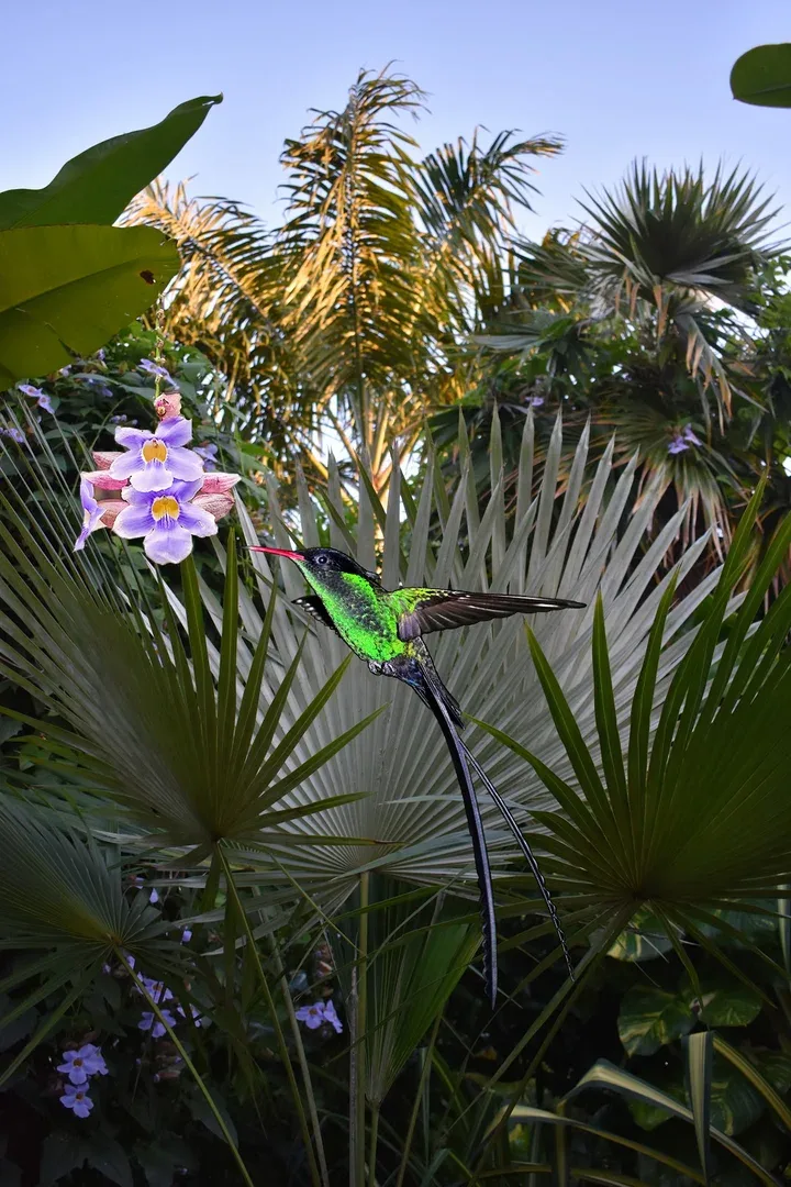 Barney S Botanical Garden Jamaica 5 Min Drive