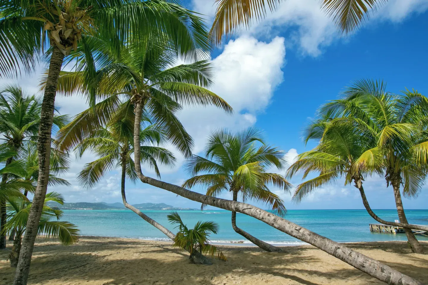 Leaning palm trees framing the ocean at The Buccaneer Beach & Golf Resort.