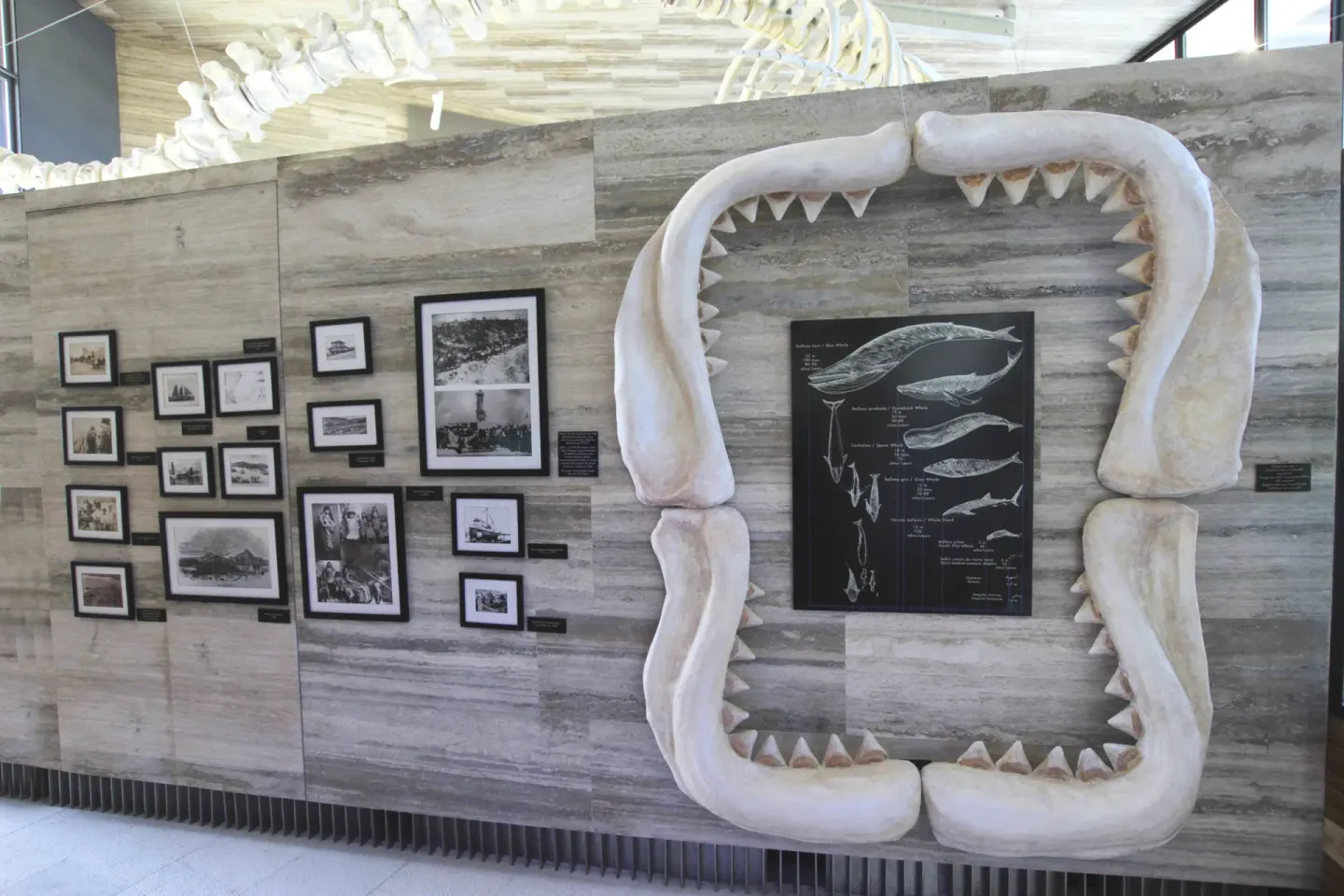 Marine exhibit wall with a large jaw display at The Club at Solaz.