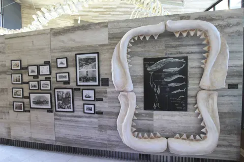 Marine exhibit wall with a large jaw display at The Club at Solaz.