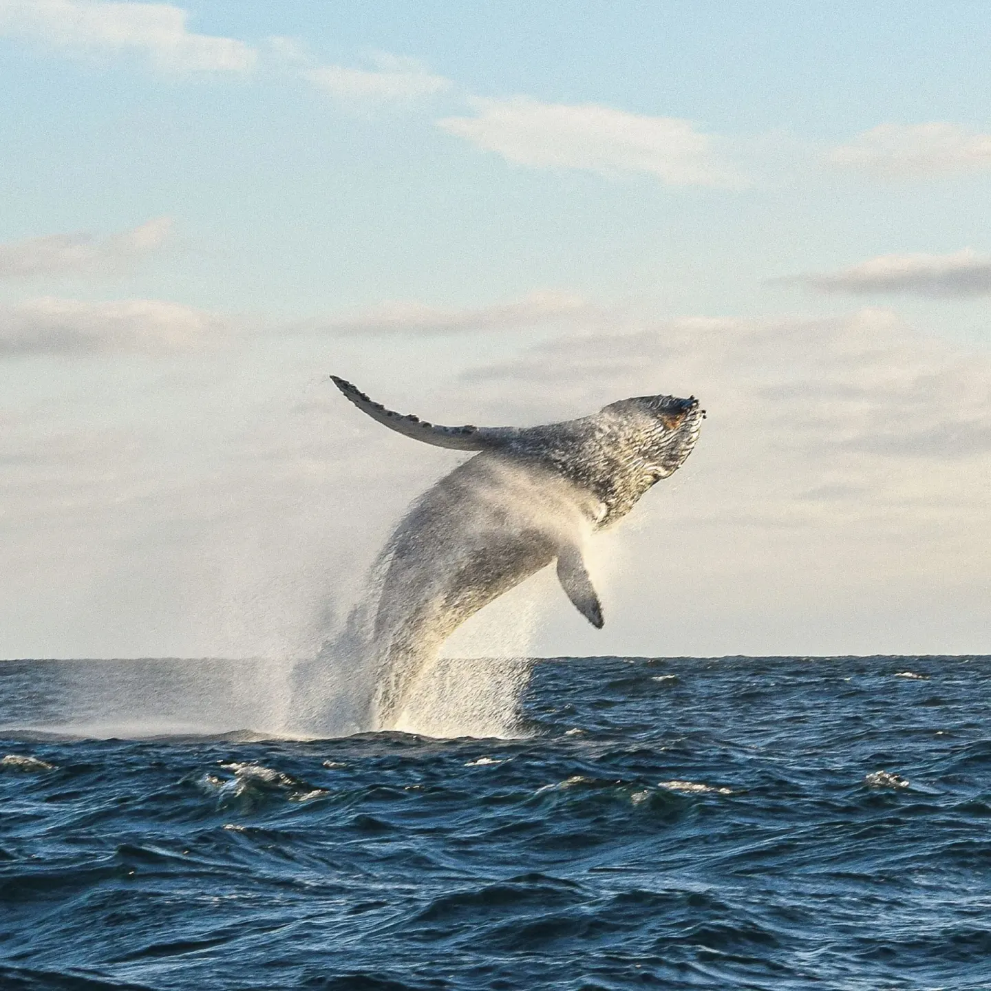 A whale breaches above the ocean near The Club at Solaz.
