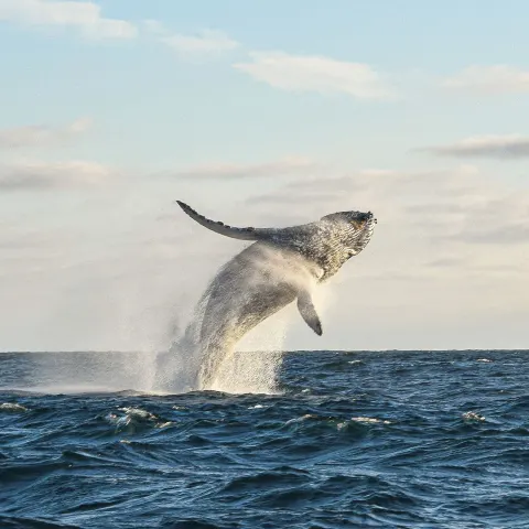 A whale breaches above the ocean near The Club at Solaz.