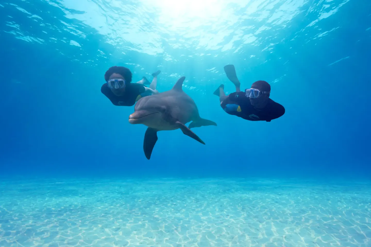 Two snorkelers swim beside a dolphin in clear blue water on the Blue Lagoon Island dolphin encounter excursion.