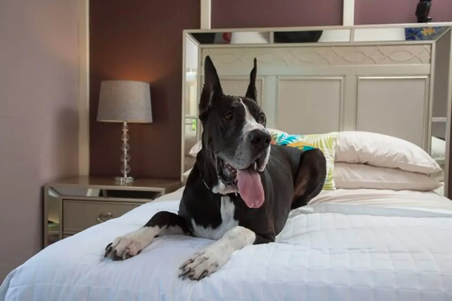 A large dog lies on a white bed in a guest room at The Fred.