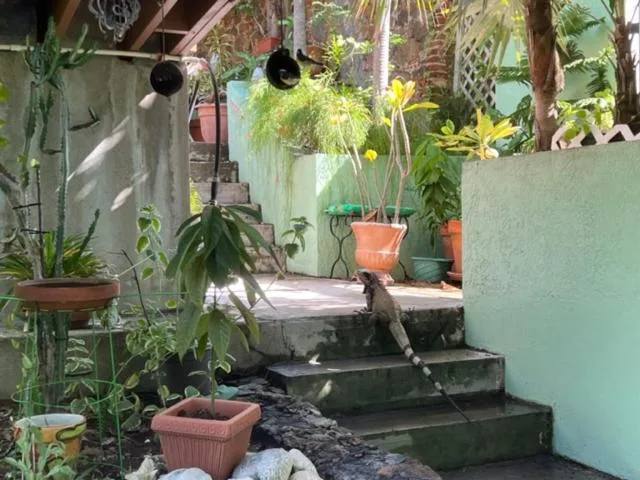 Garden steps with potted tropical plants at The Green Iguana Hotel.