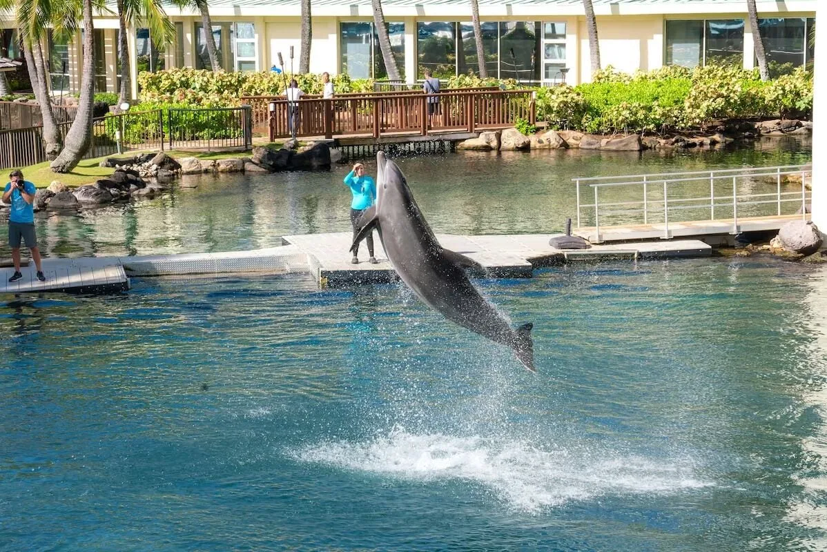 A dolphin leaps from the lagoon during an outdoor presentation at The Kahala Hotel & Resort.