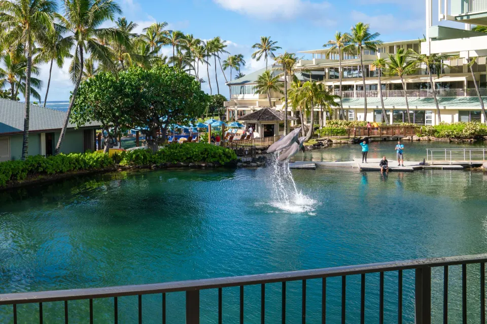 Dolphin lagoon with a dolphin jumping near guest rooms at The Kahala Hotel & Resort.