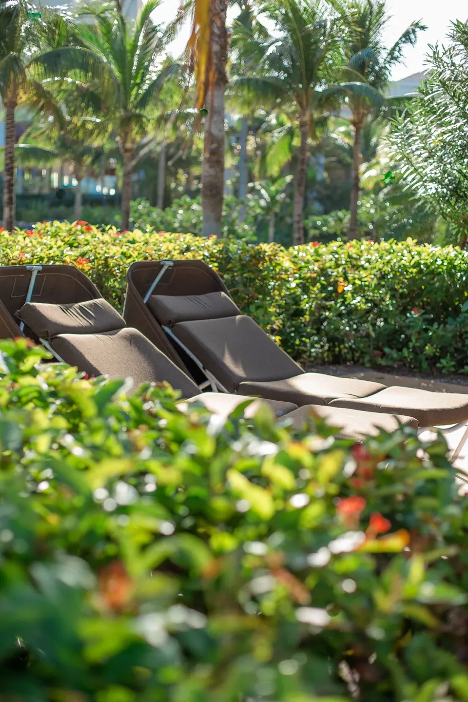Lounge chairs surrounded by tropical landscaping at The Reef at Atlantis.