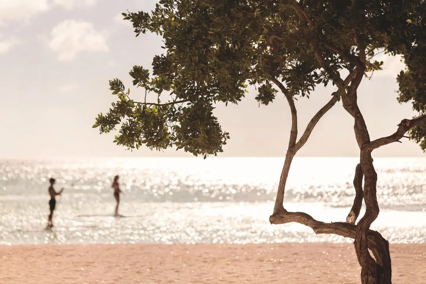 Beach tree and people in the surf at The Ritz-Carlton, Aruba.