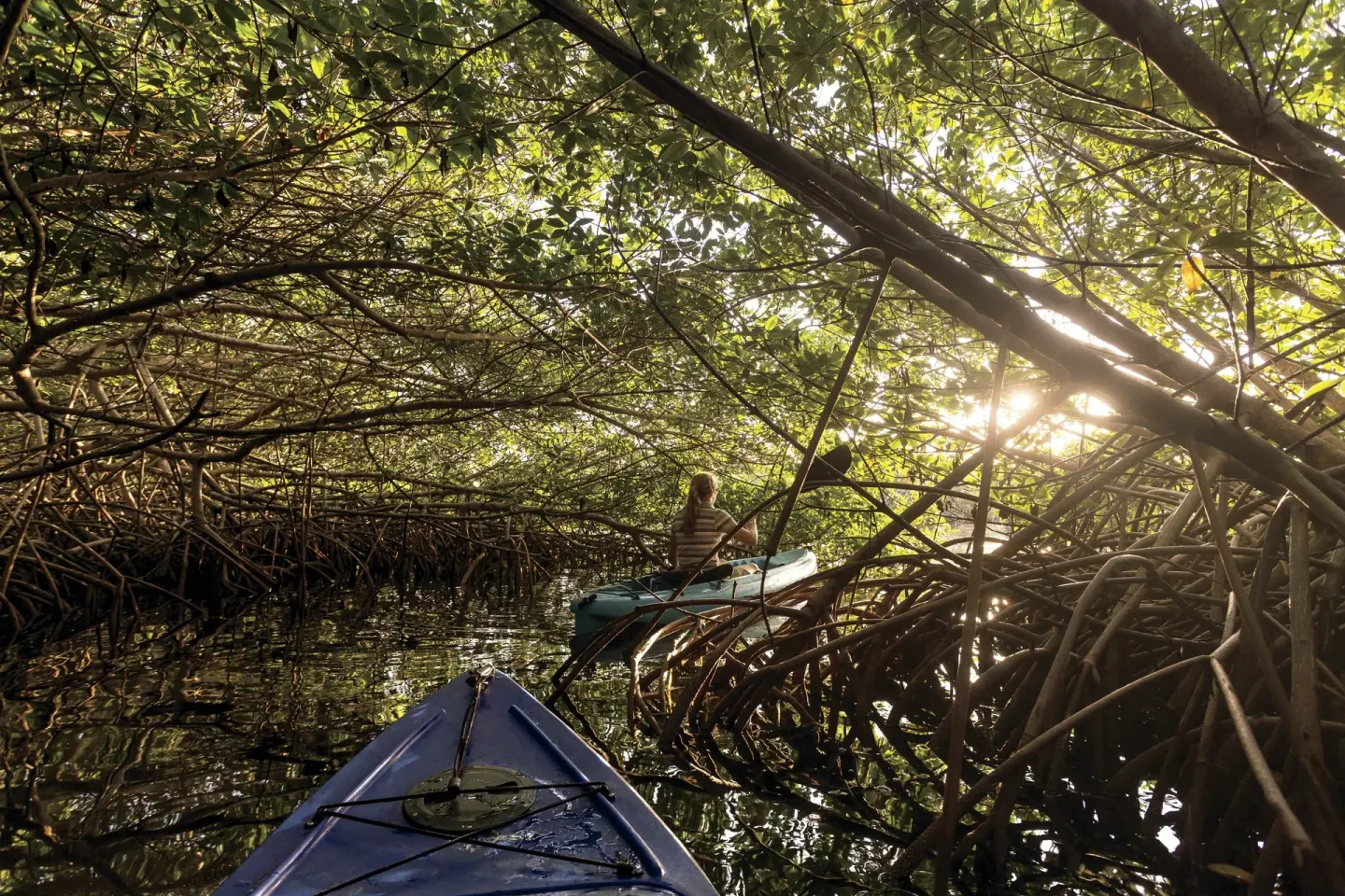 Kayaks paddle through mangrove tunnels near The Ritz-Carlton, Grand Cayman.