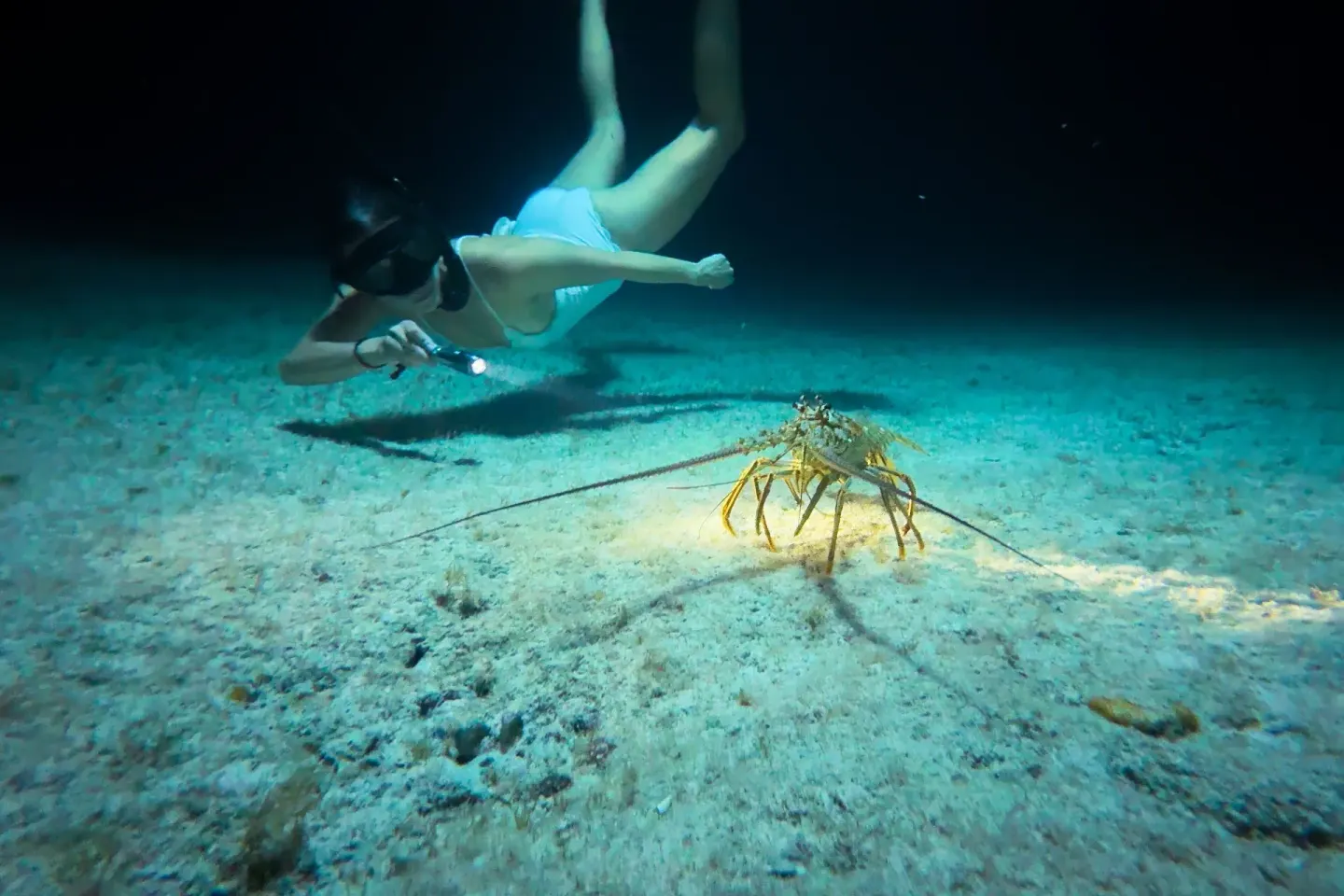 Night snorkeler shines a light on a lobster underwater near The Ritz-Carlton, Grand Cayman.