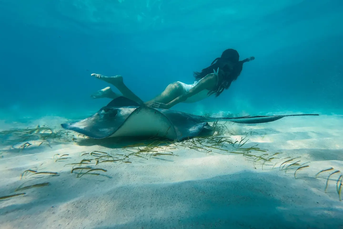 Snorkeler swims beside a stingray over sandy shallows near The Ritz-Carlton, Grand Cayman.