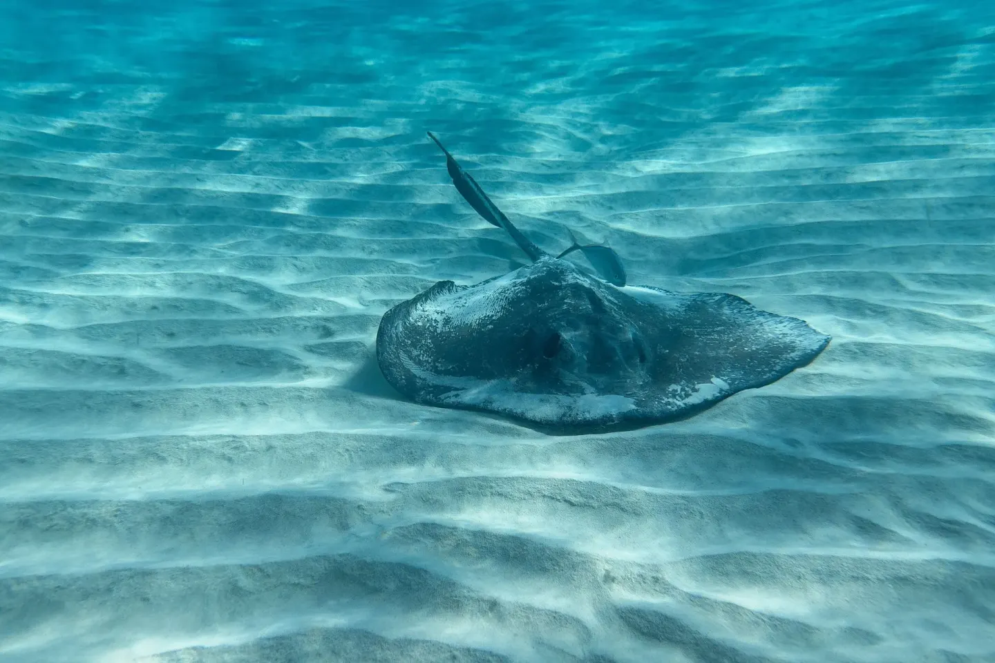 Stingray swims over rippled white sand in clear water near The Ritz-Carlton, Grand Cayman.