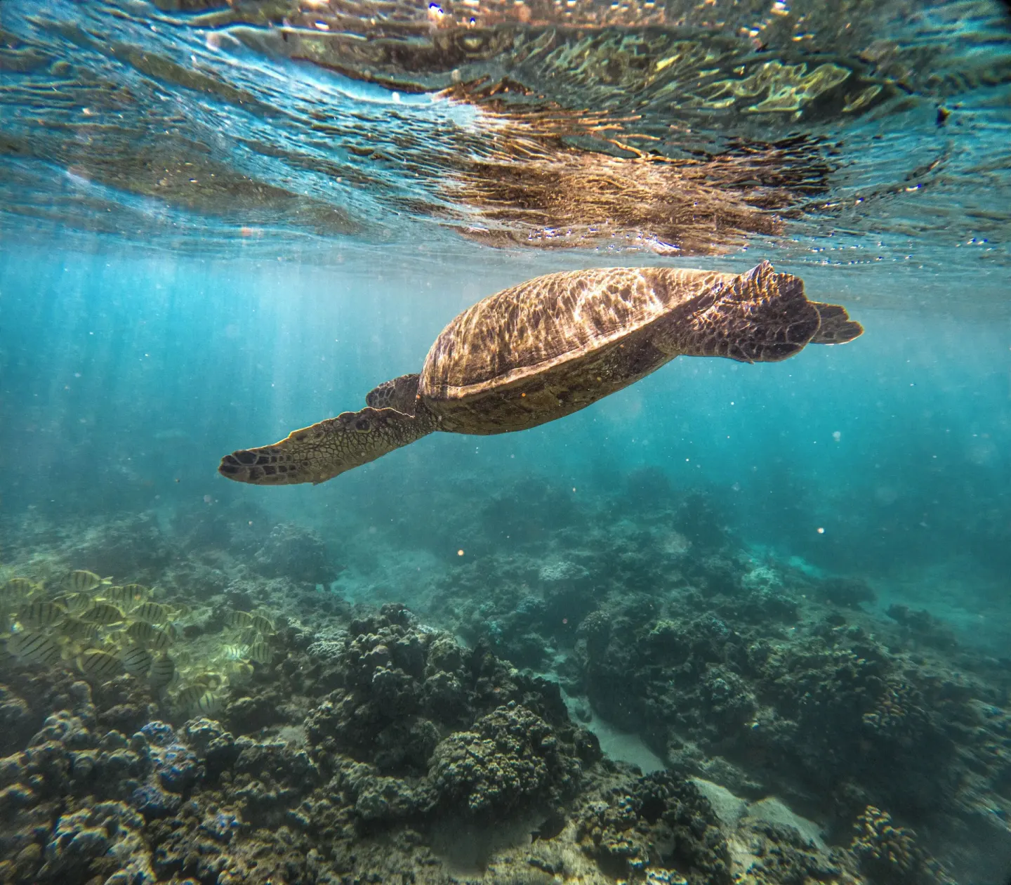 Sea turtle swims over a coral reef near The Ritz-Carlton Maui, Kapalua.