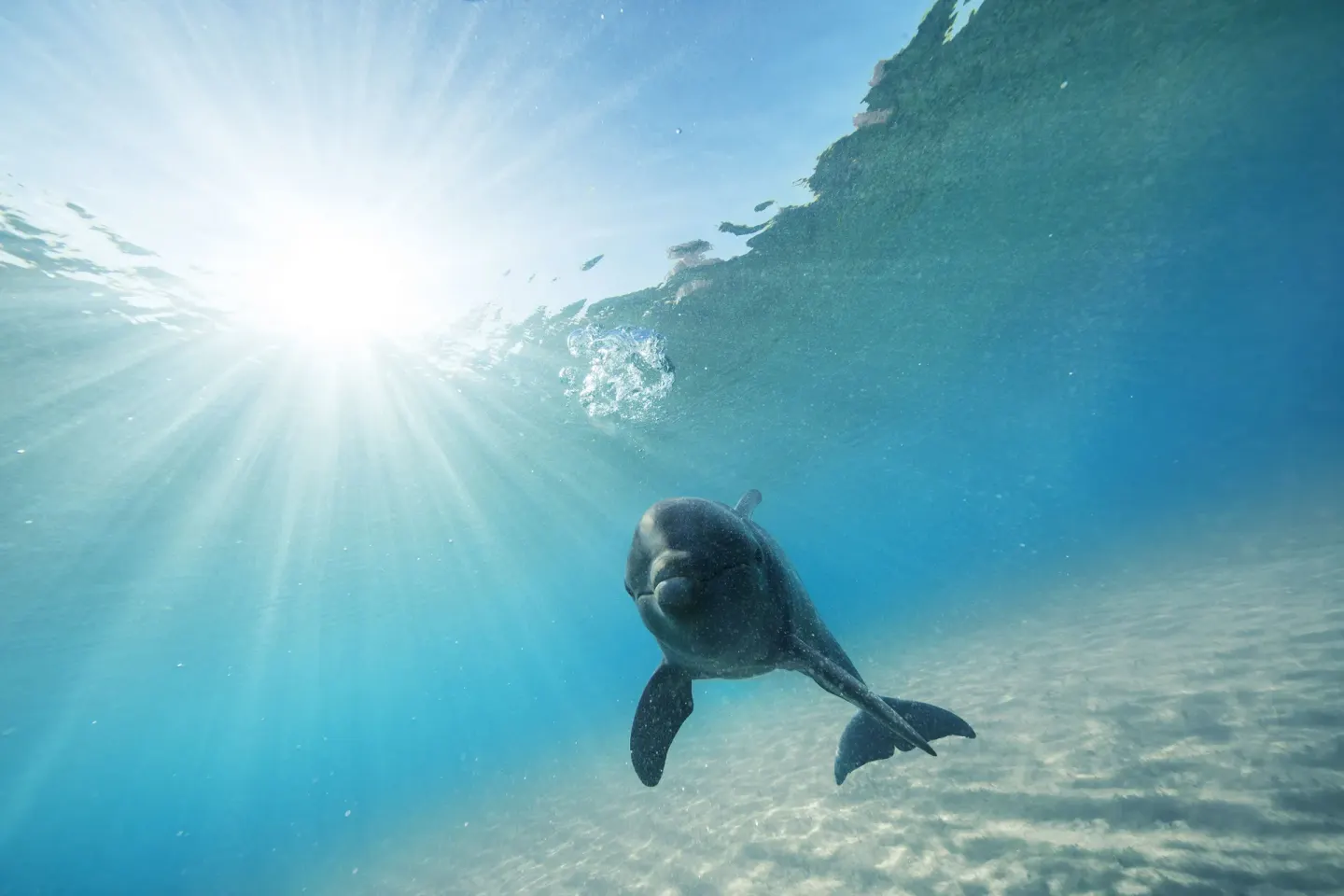 Dolphin swimming underwater in clear blue water at The Royal at Atlantis.