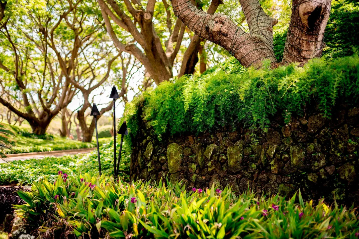 A shaded garden path and mossy stone wall at The Royal Sonesta Kaua'i Resort Lihue.