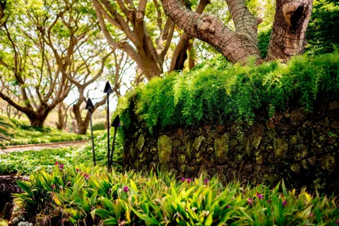 A shaded garden path and mossy stone wall at The Royal Sonesta Kaua'i Resort Lihue.