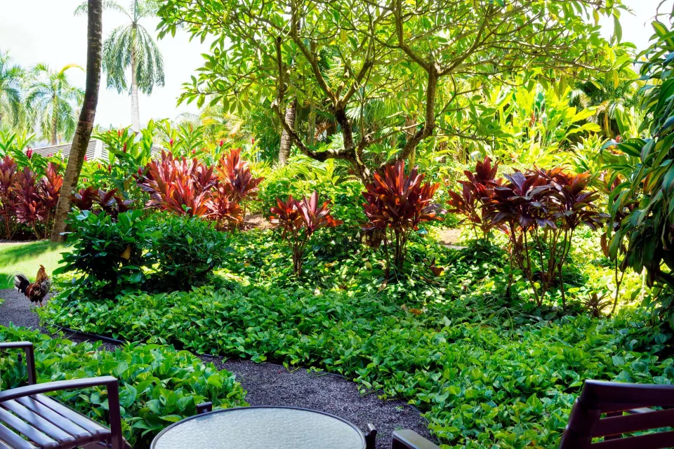 Private lanai garden view for a Deluxe Ground Floor Lanai room at The Royal Sonesta Kaua'i Resort Lihue.