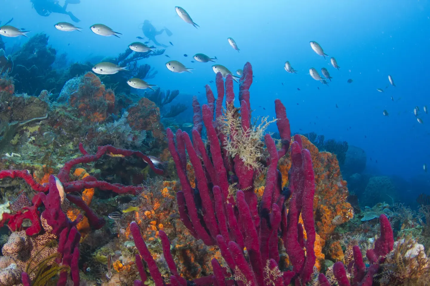 Divers and reef fish pass bright coral formations near Ti Kaye Resort & Spa.