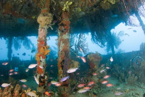 Reef fish swim beneath a coral-covered structure near Ti Kaye Resort & Spa.