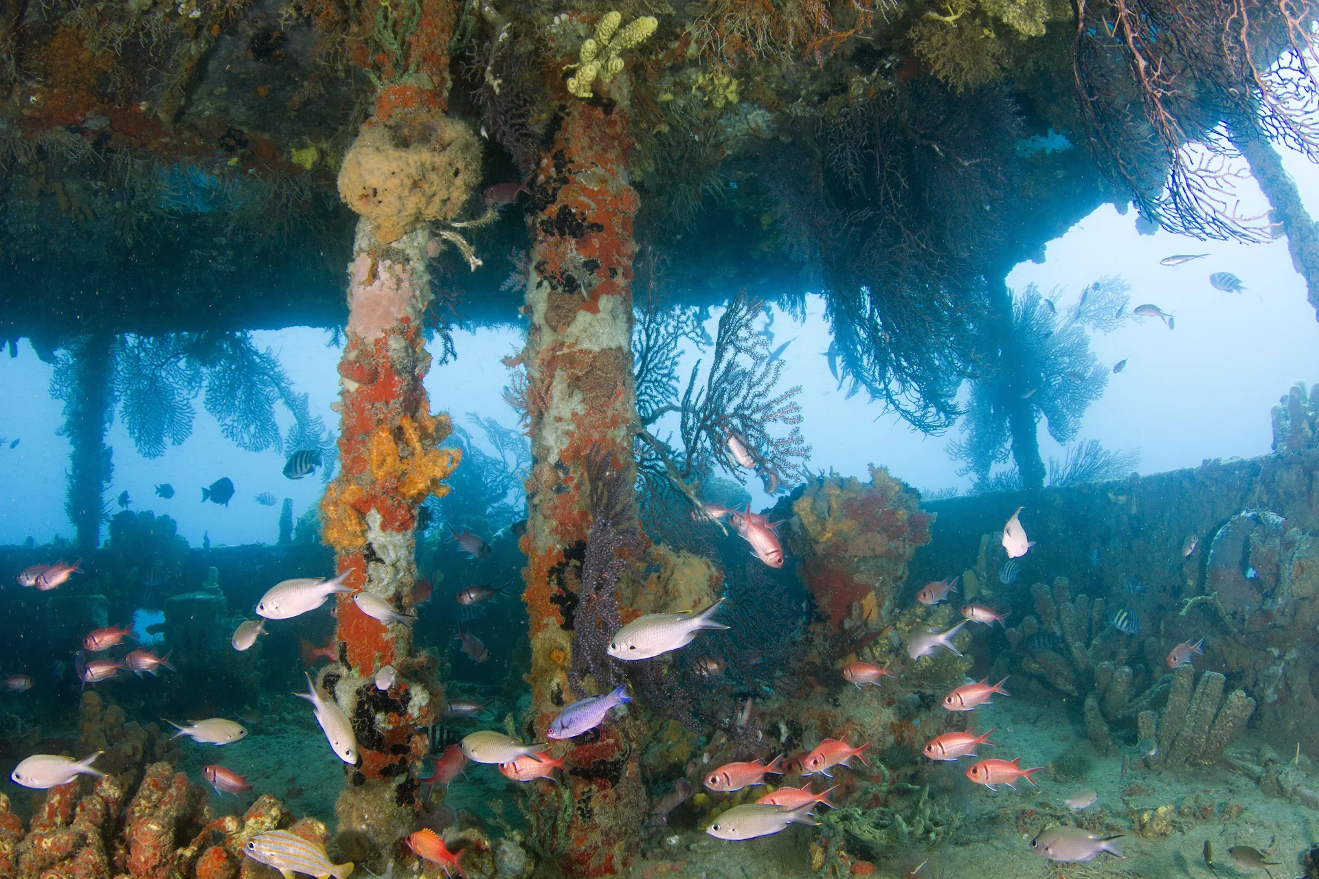 Reef fish swim beneath a coral-covered structure near Ti Kaye Resort & Spa.