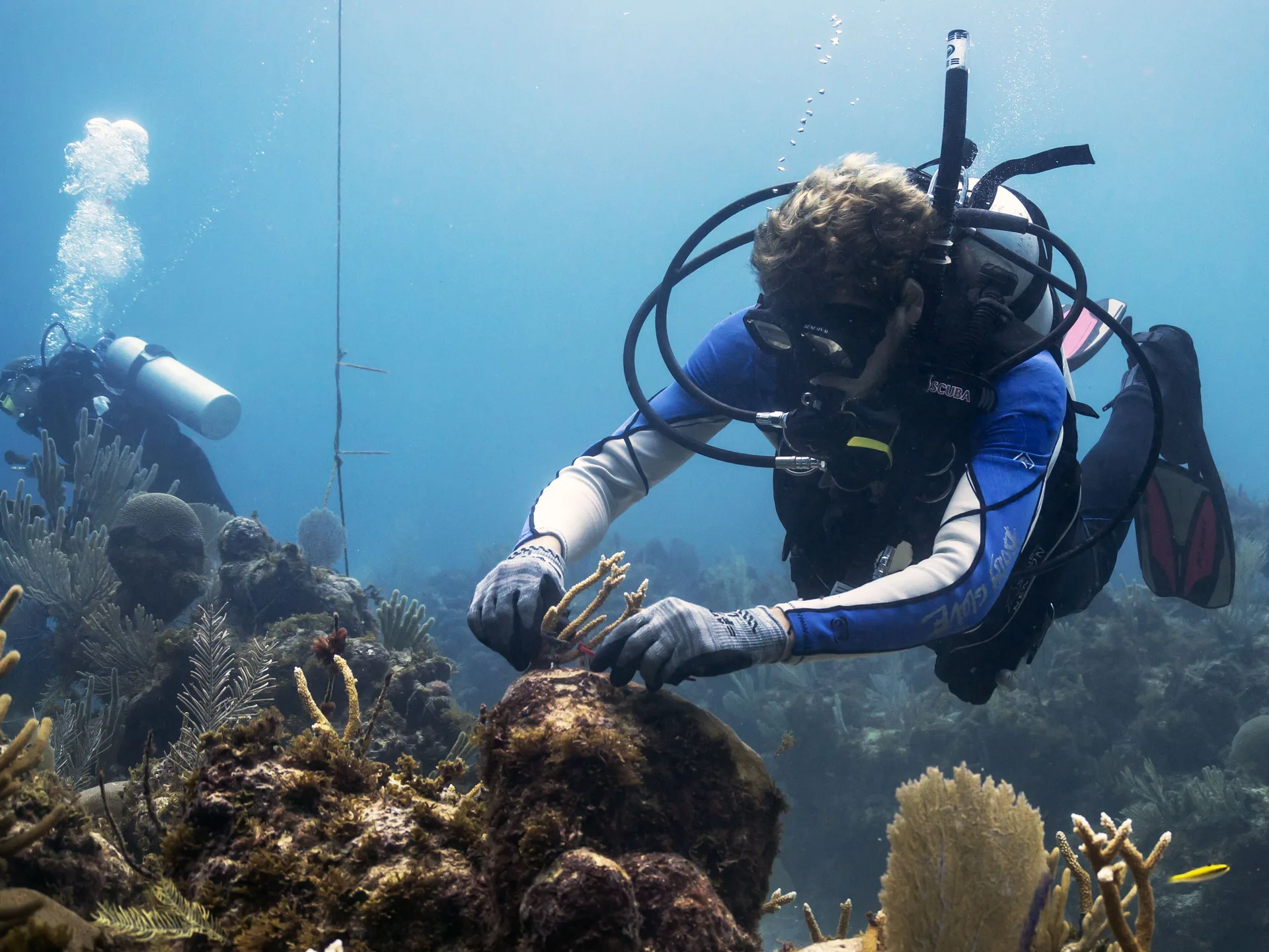 Scuba divers working near coral underwater at Tortuga Bay Hotel.