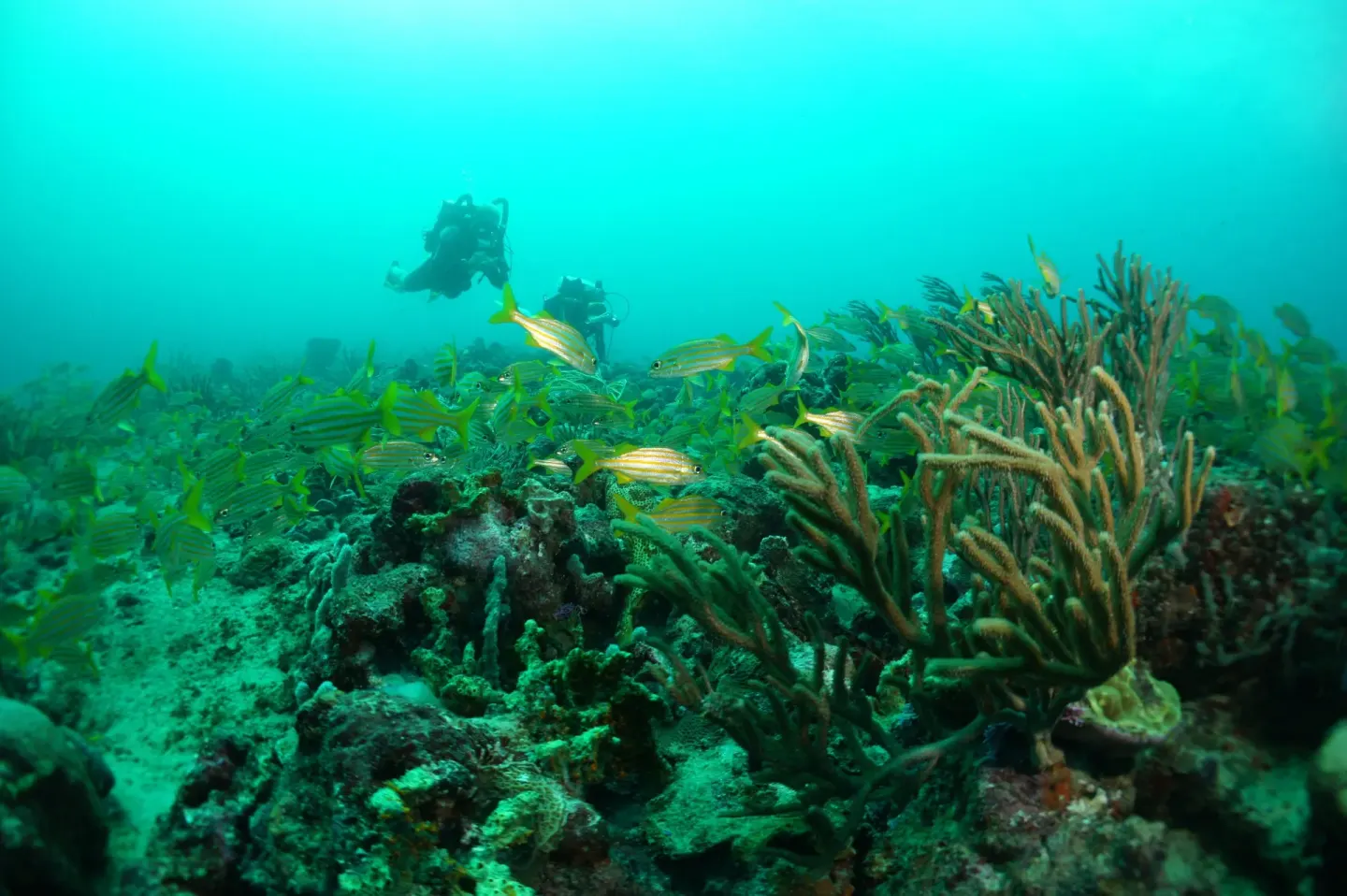 Scuba divers swim above coral and fish near True Blue Bay Resort.