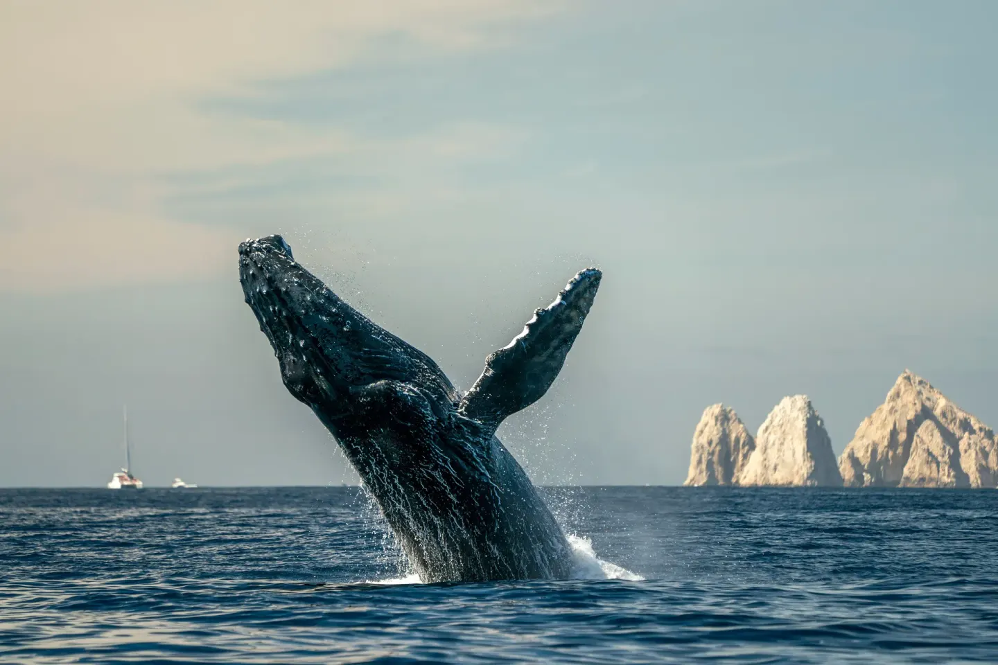 A whale breaches near the rocky coast by Viceroy Los Cabos.