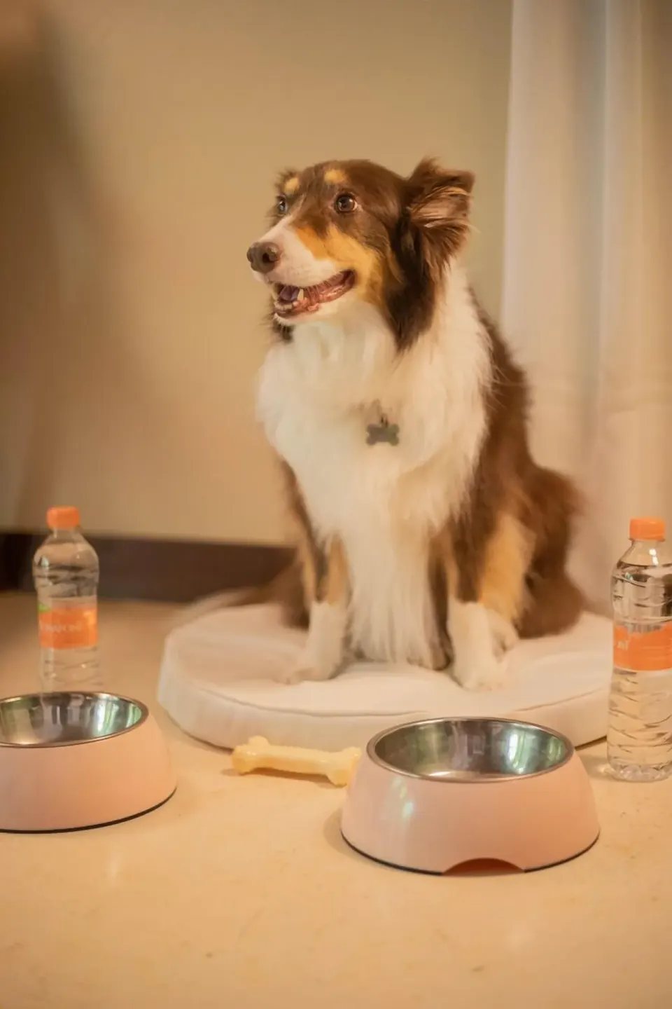 A dog sits on a cushion beside bowls and water bottles at Viceroy Riviera Maya.