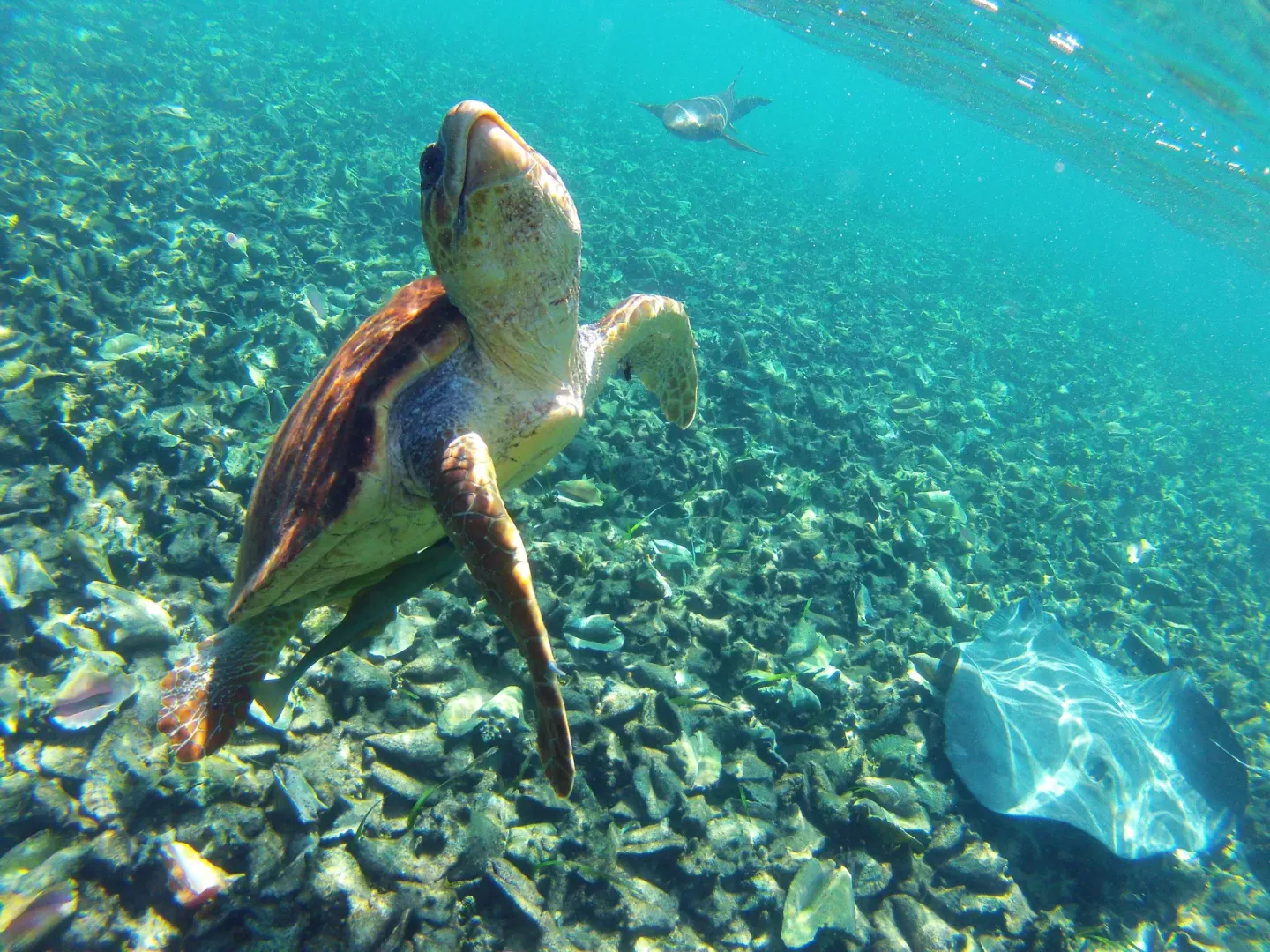 A sea turtle swims above a rocky seabed near Victoria House Resort & Spa.