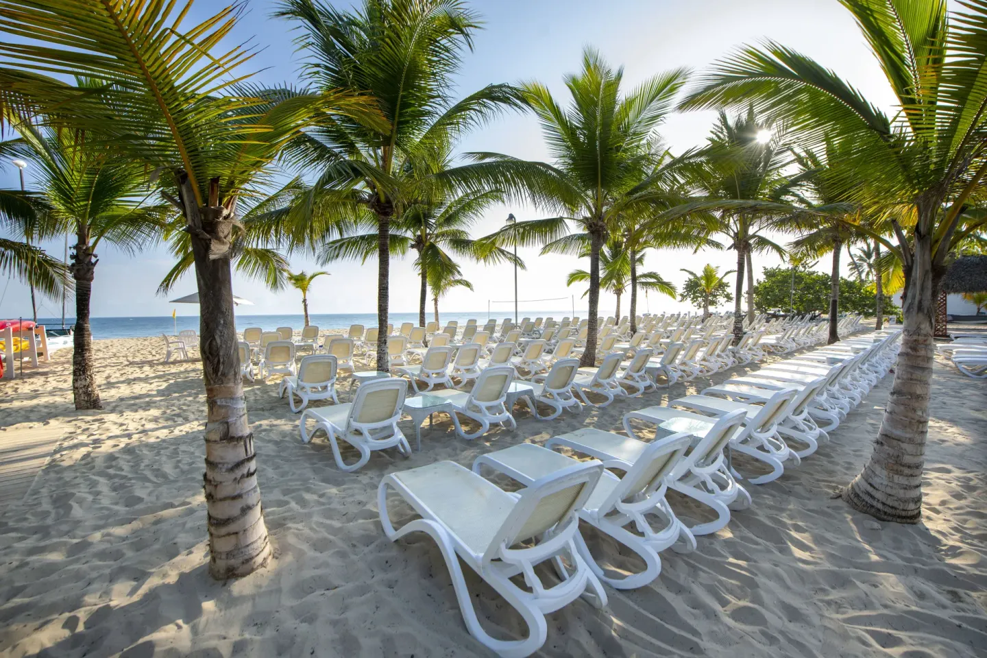 Rows of white loungers shaded by palm trees on the beach at Viva Heavens.