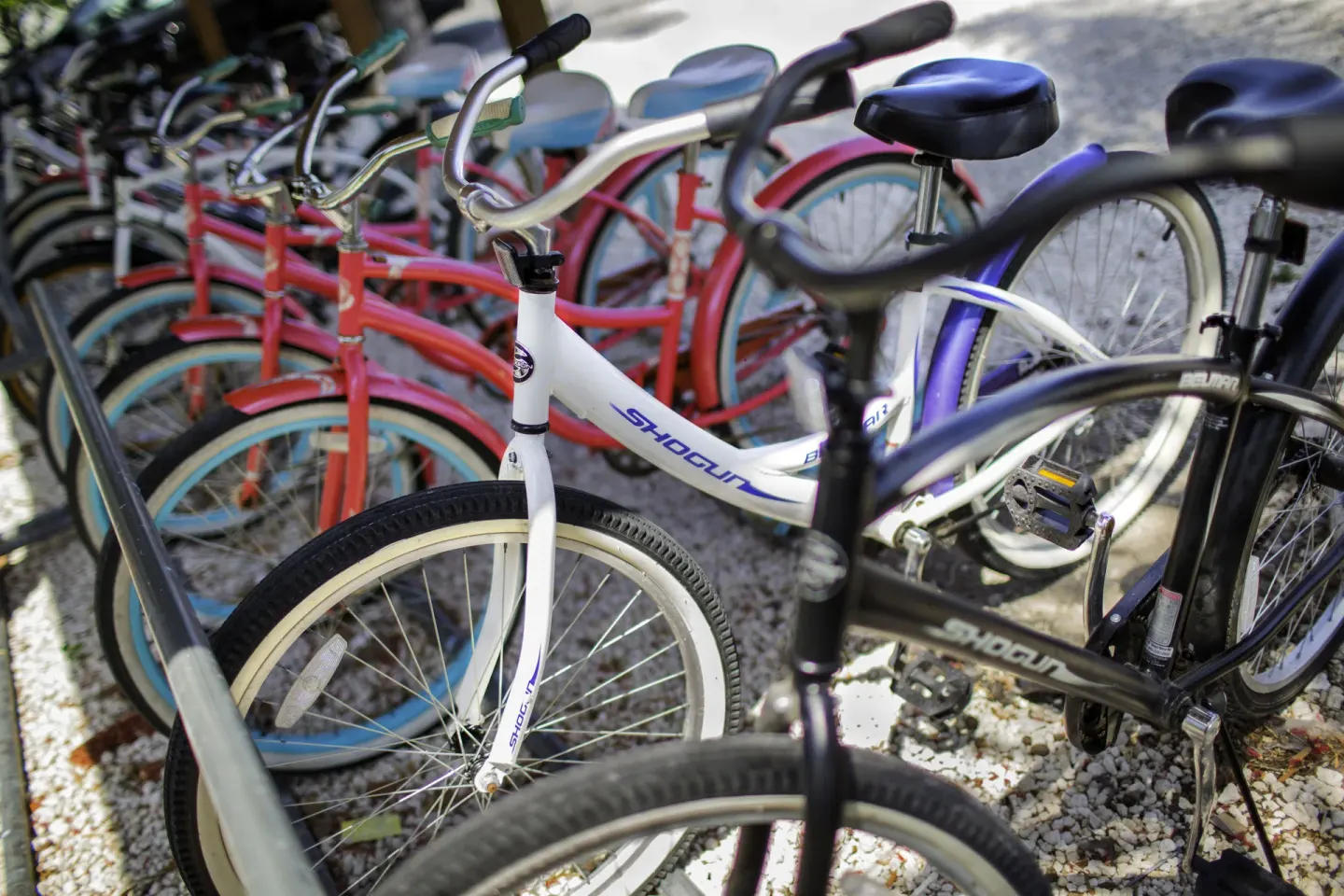 Rows of colorful bicycles parked outdoors at Viva Heavens.
