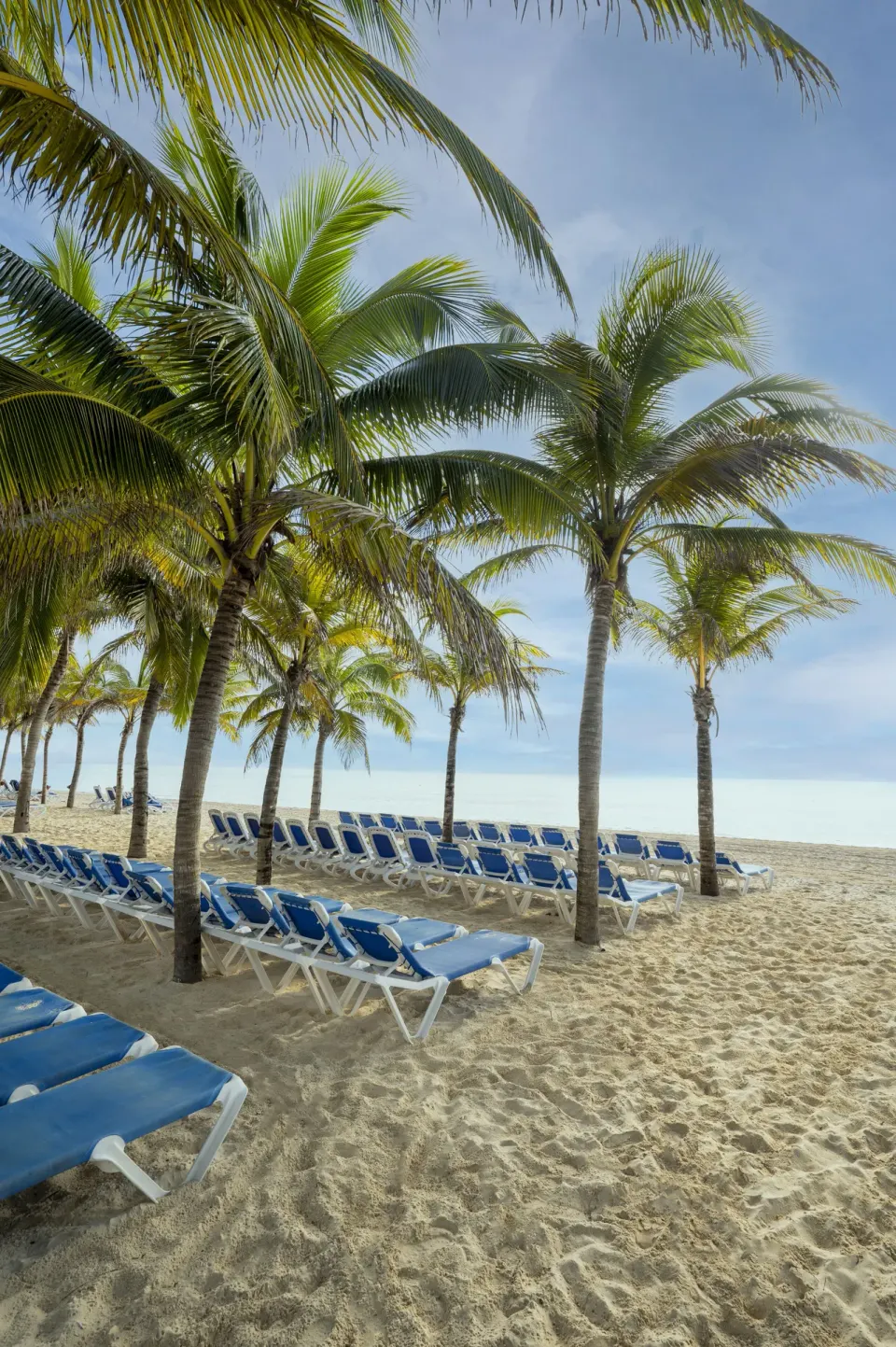 Palm trees shading rows of blue loungers on the resort beach at Viva Maya