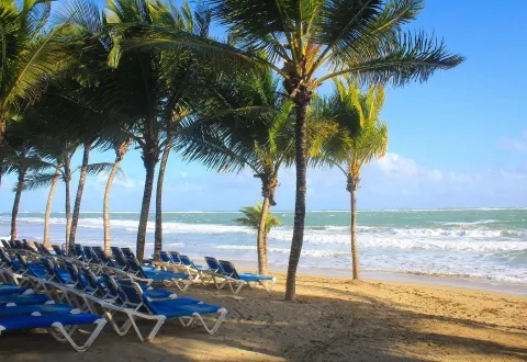 Blue lounge chairs under palm trees on the beach at Viva Tangerine.