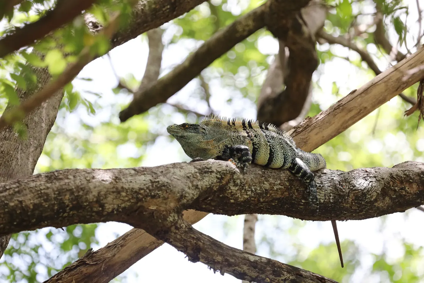 Iguana resting on a tree branch at W Costa Rica - Reserva Conchal.