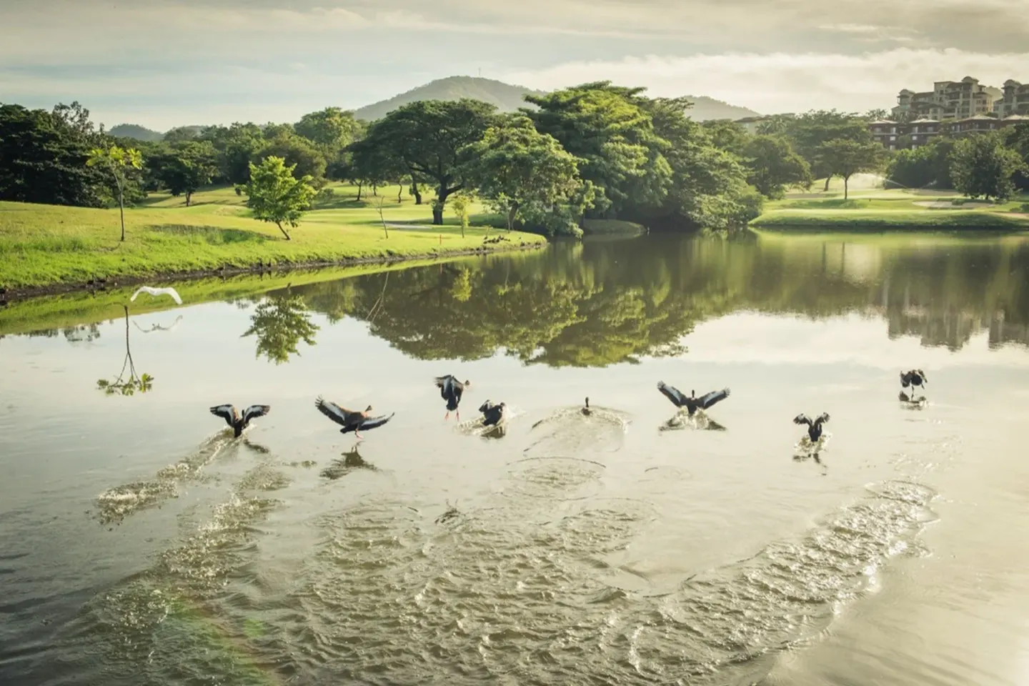 Birds taking off from a lagoon at W Costa Rica - Reserva Conchal.